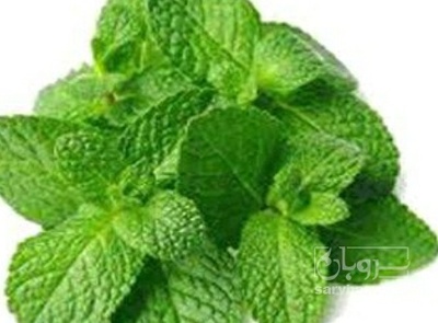 فروش نعناع موهیتو