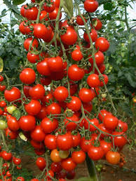 فروش گوجه فرنگی