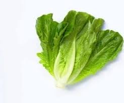 فروش کاهو ایرانی - رومانو