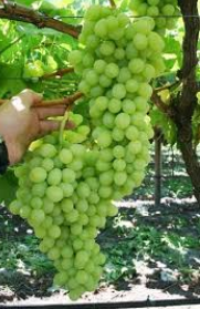 فروش انگور