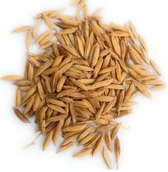 فروش  شلتوک برنج