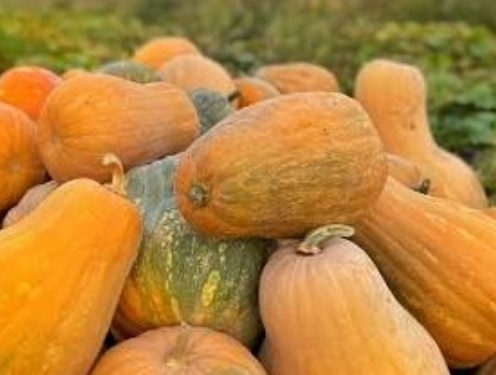 فروش کدو اسلایس شده