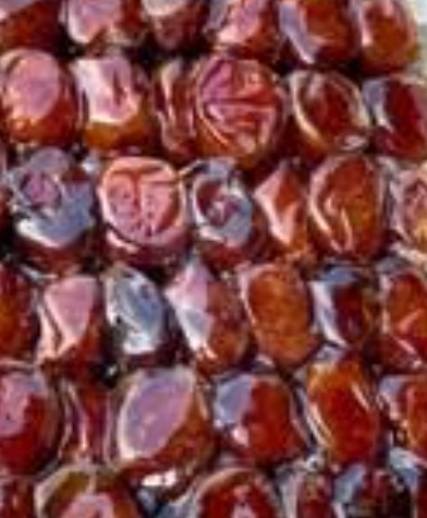 فروش خرما گنتار