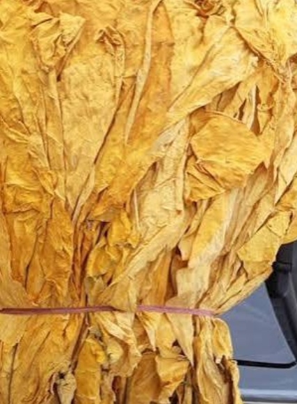 فروش تنباکودو مزه کوهی (گیاه‌ دارویی)