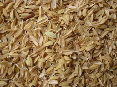 فروش  شلتوک برنج