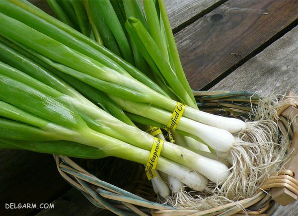 فروش پیازچه