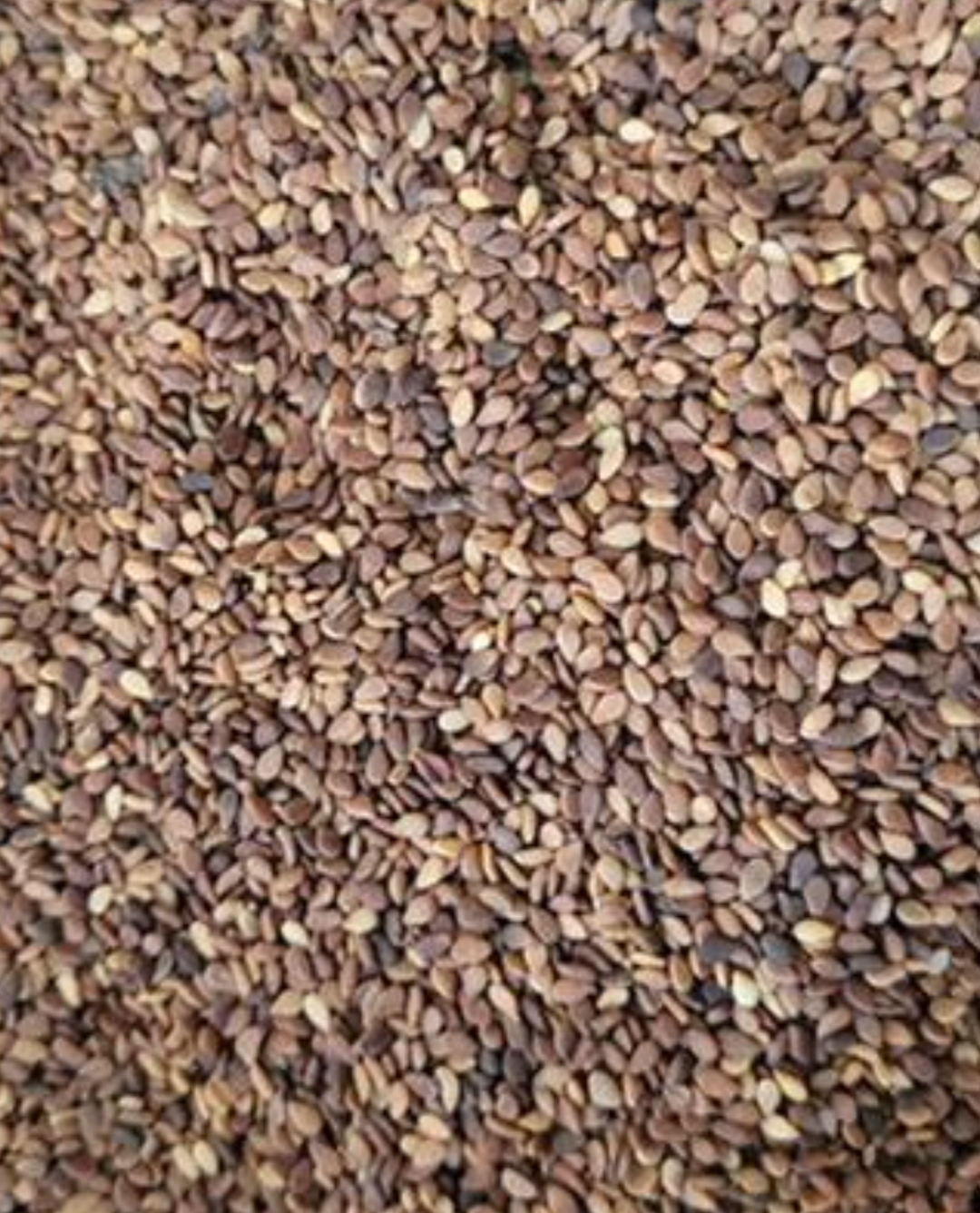 فروش کنجد دارویی (گیاه‌ دارویی)