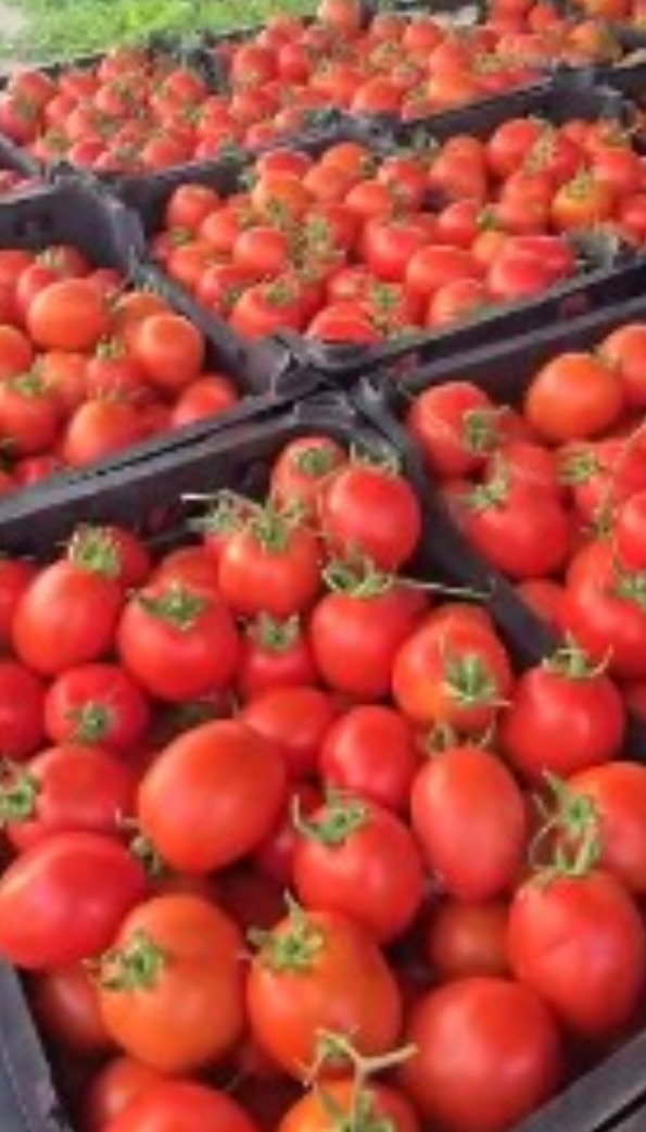 فروش گوجه فرنگی