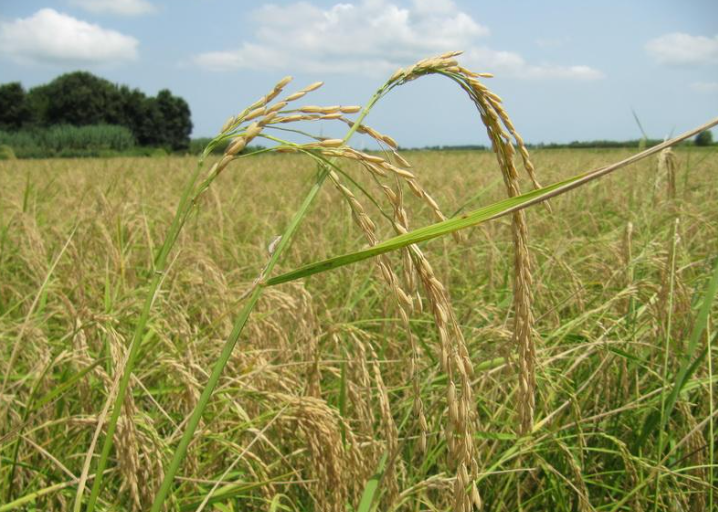 فروش  شلتوک برنج