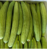 فروش خیار چنبر