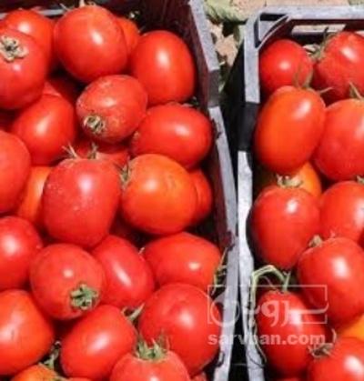 فروش گوجه فرنگی