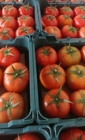 فروش گوجه فرنگی