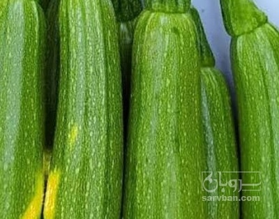 فروش کدو