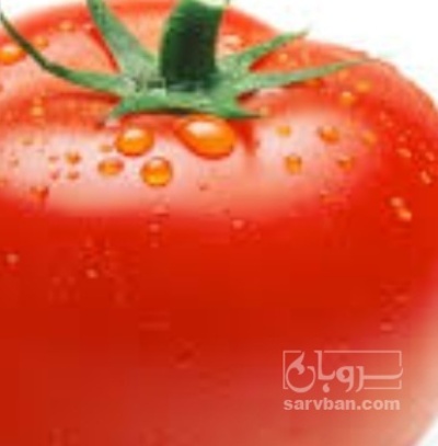 فروش گوجه فرنگی