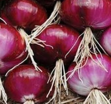 فروش پیاز قرمز