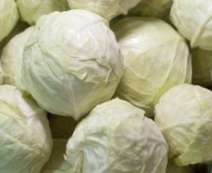 فروش کلم برگی سفید