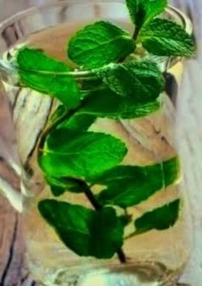 فروش عرق نعناع