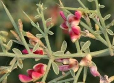 فروش عرق خارشتر