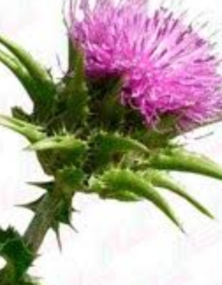 فروش عرق خارمریم