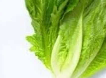 فروش کاهو ایرانی - رومانو