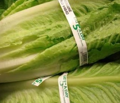 فروش کاهو ایرانی - رومانو