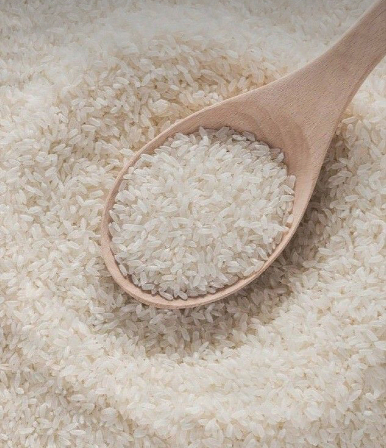 فروش برنج چمپا