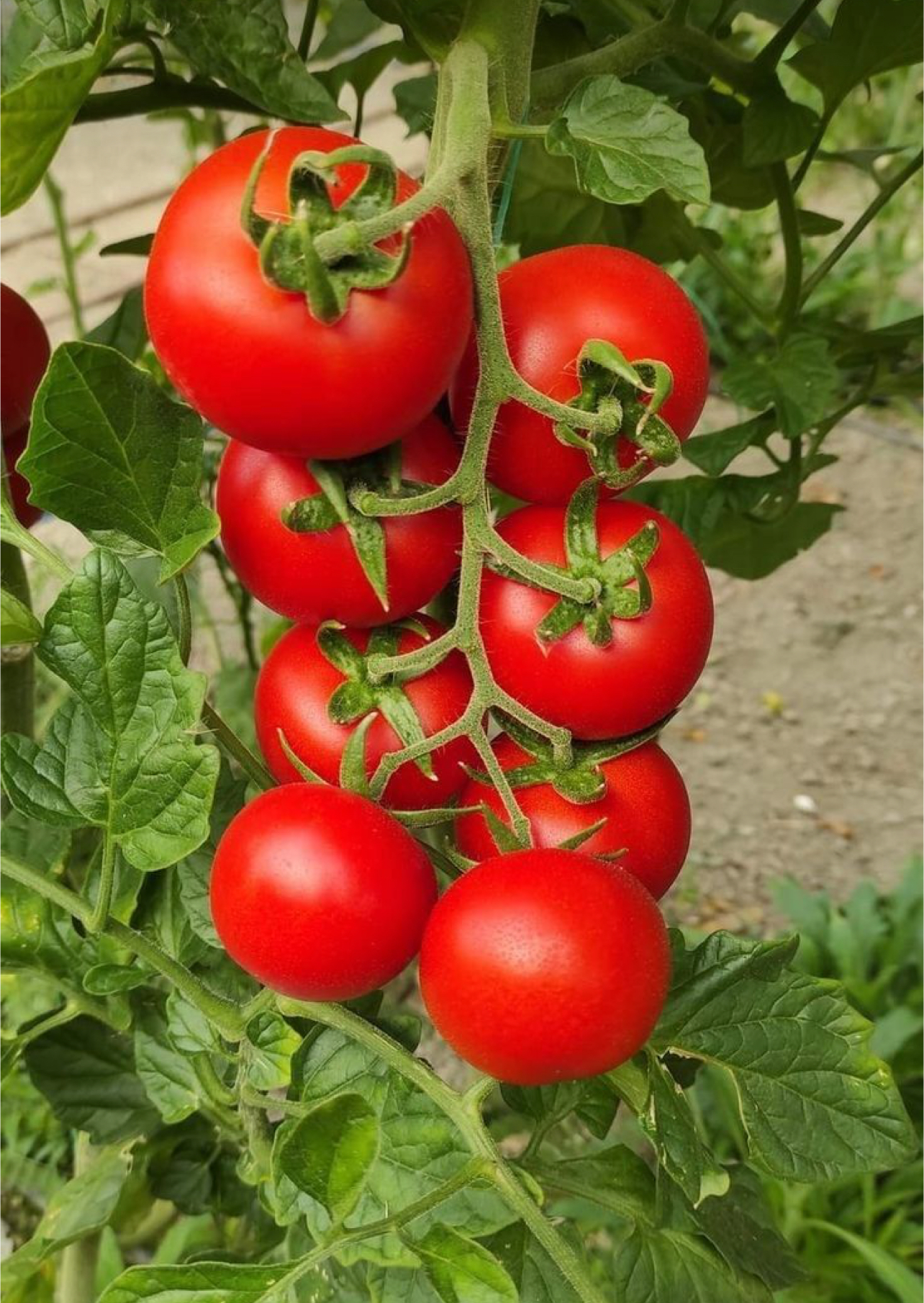 فروش گوجه فرنگی