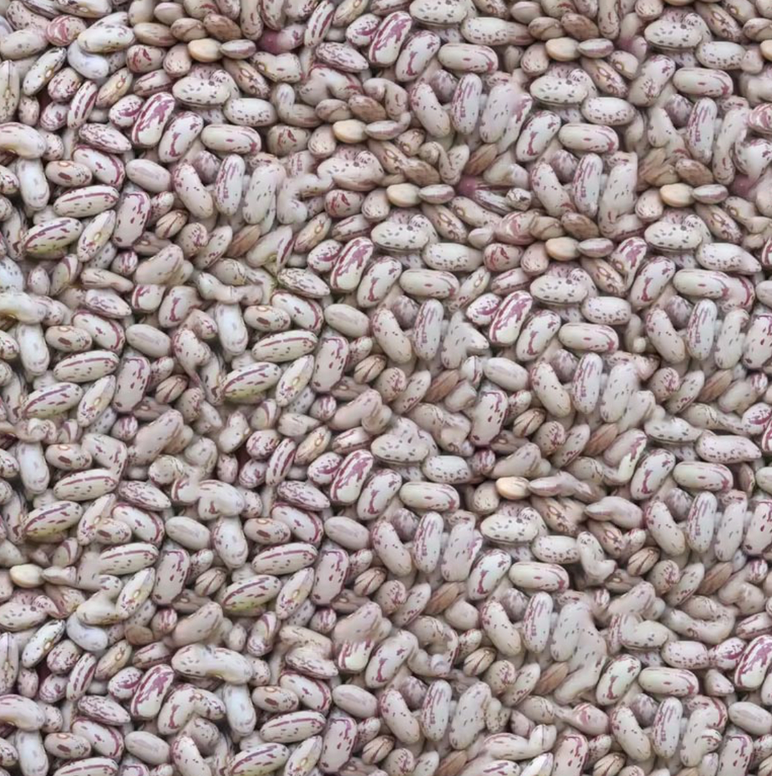 فروش لوبیا چیتی