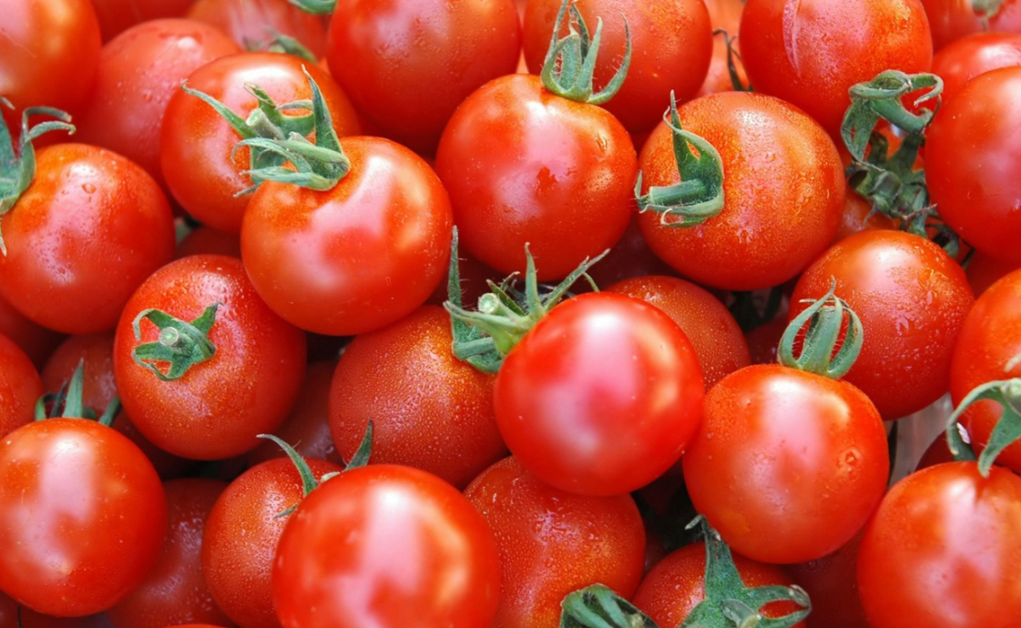 فروش گوجه فرنگی