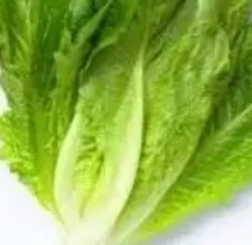 فروش کاهو ایرانی - رومانو