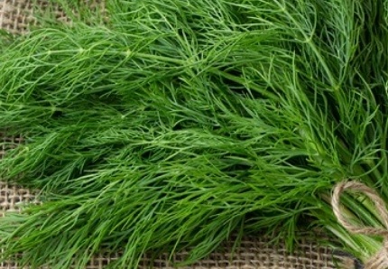 فروش شوید تازه