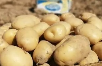 فروش سیب زمینی