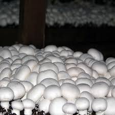 فروش قارچ دکمه ای