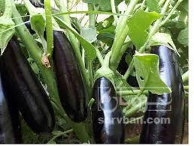 فروش بادمجان