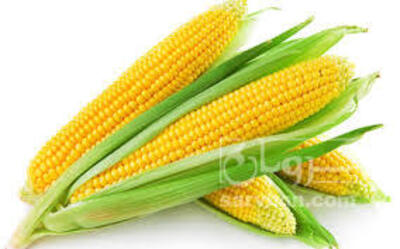 فروش ذرت