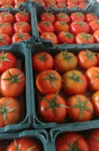 فروش گوجه فرنگی ۴۱۲۹