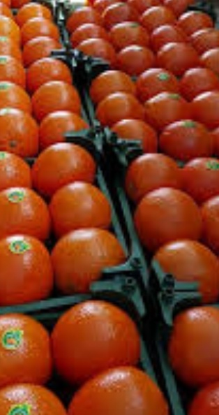 فروش پرتقال