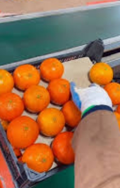 فروش نارنگی پر