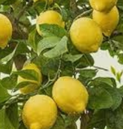 فروش لیمو ترش سنگی