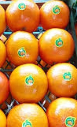 فروش پرتقال