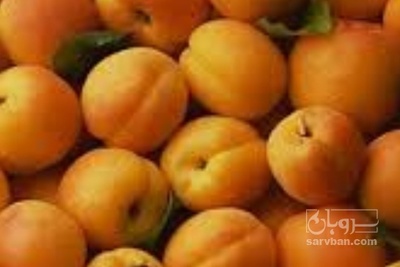 فروش زردآلو