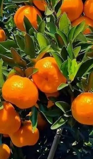 فروش نارنگی پاکستانی