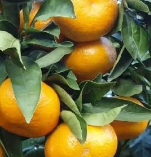 فروش نارنگی پچ