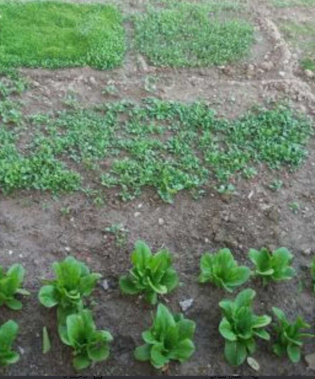 فروش سبزیجات