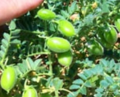 فروش نخود