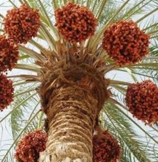 فروش خرما مضافتی