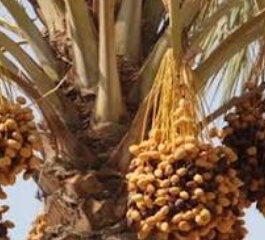 فروش خرما کلوته