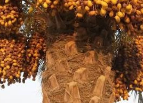 فروش خرما مرداسنگ