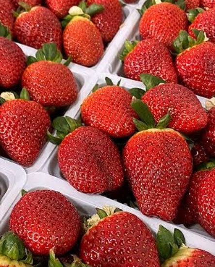 فروش توت فرنگی