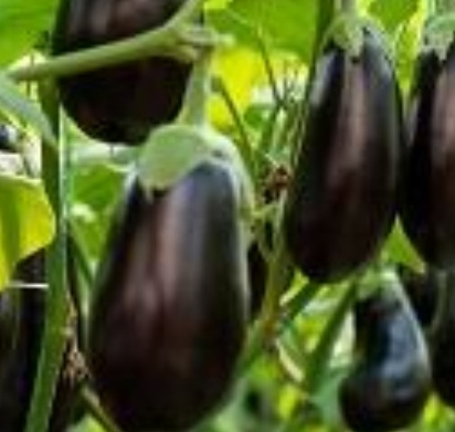 فروش بادمجان